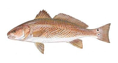 A detailed illustration of a fish with distinctive markings. Related to "fishing for a cure."