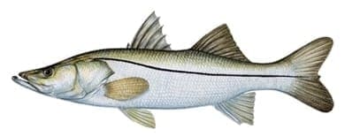 A detailed illustration of a fish, resembling a snook, with a distinctive black stripe along its side.