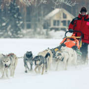 Al Eischens practicing to race in the Iditarod Trail.